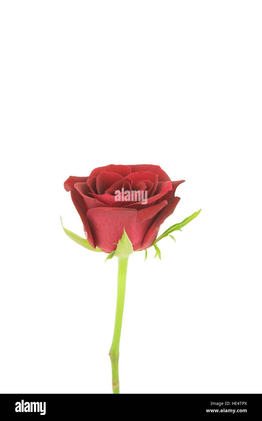 Rose rouge sur un fond blanc Banque D'Images