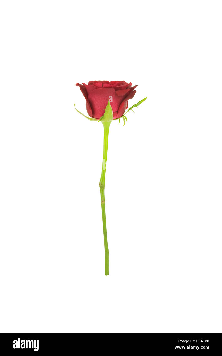 Rose rouge sur un fond blanc Banque D'Images