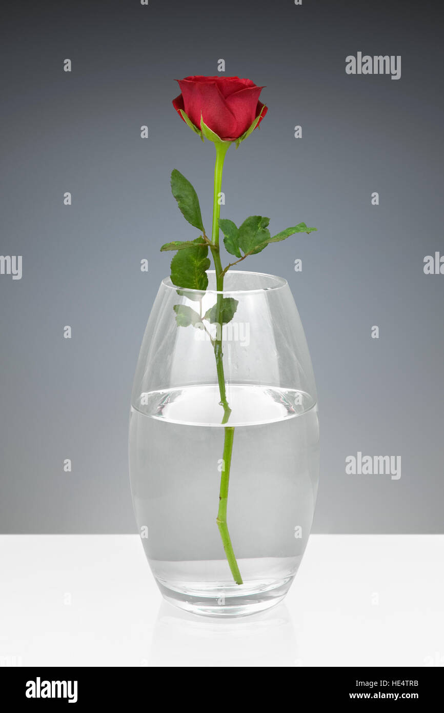 Rose rouge dans un vase de verre Banque D'Images
