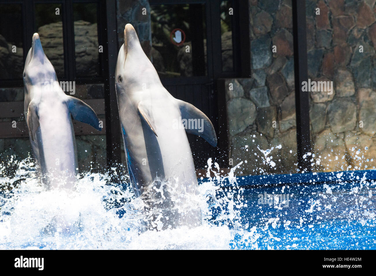 Making a Splash dans Palmitos Park Banque D'Images
