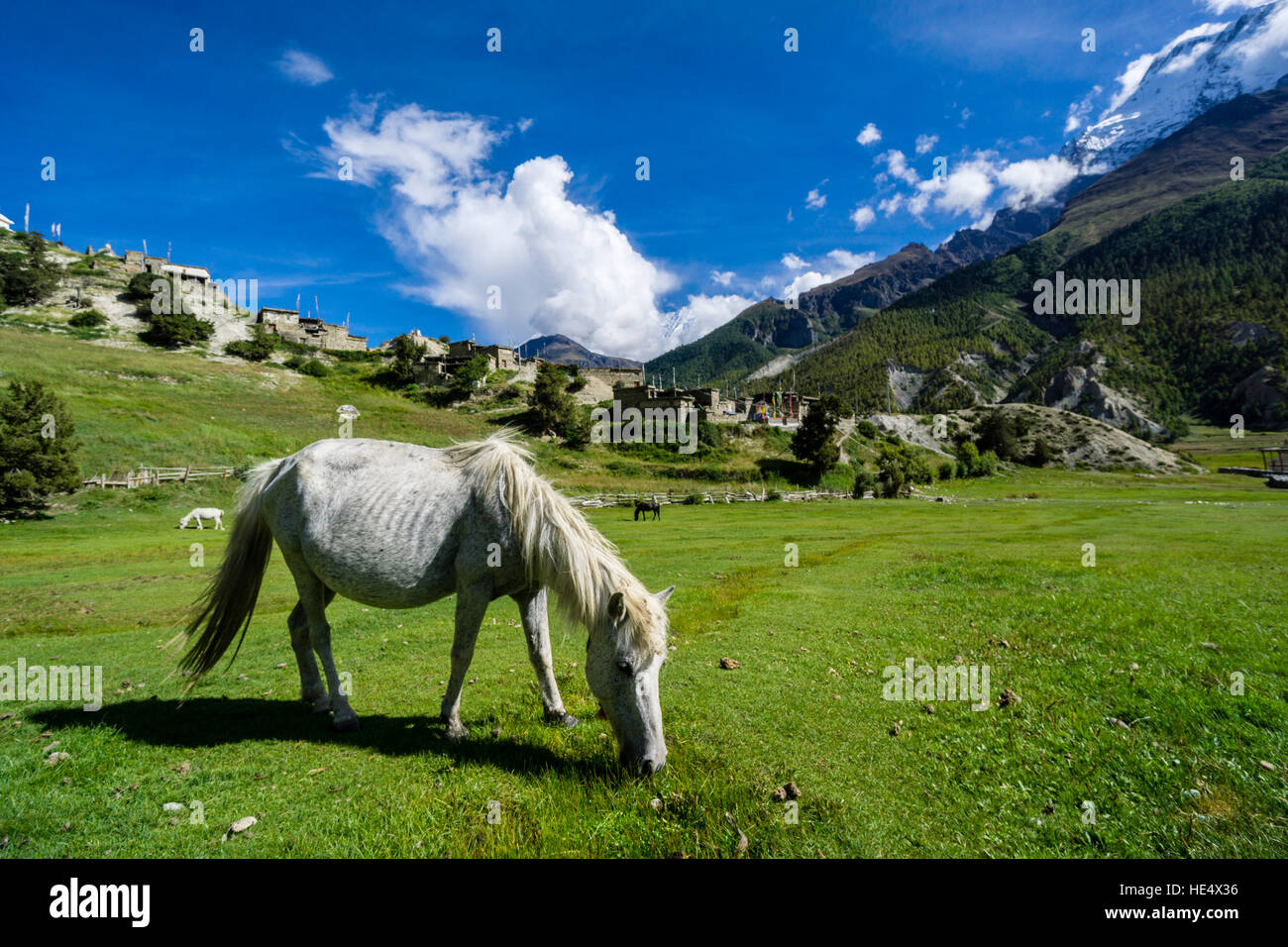 Un cheval blanc est le pâturage sur une prairie au-dessous du village Banque D'Images