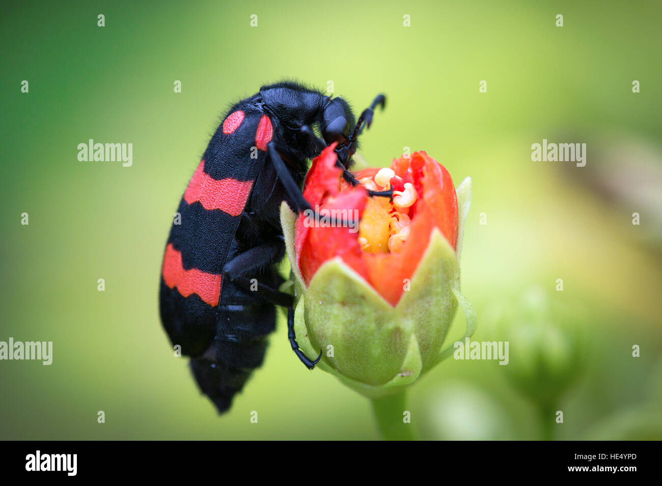 Gros plan du coléoptère noir avec bandes rouges insectivores, une fleur avec arrière-plan flou Banque D'Images