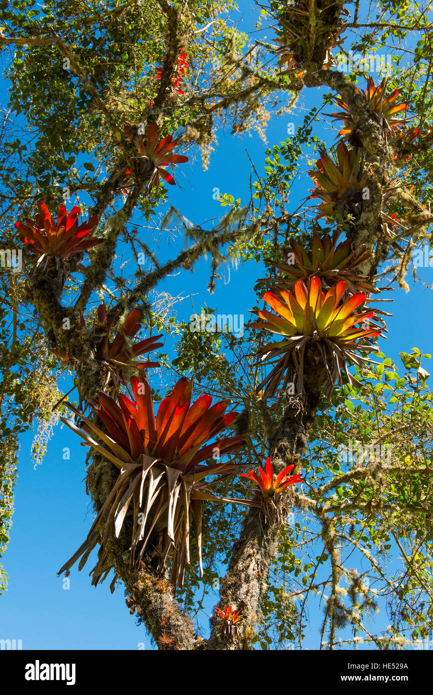 (Broméliacées Bromeliaceae) dans l'arbre, Chachapoyas, Province de Luya, Andes, Pérou Banque D'Images