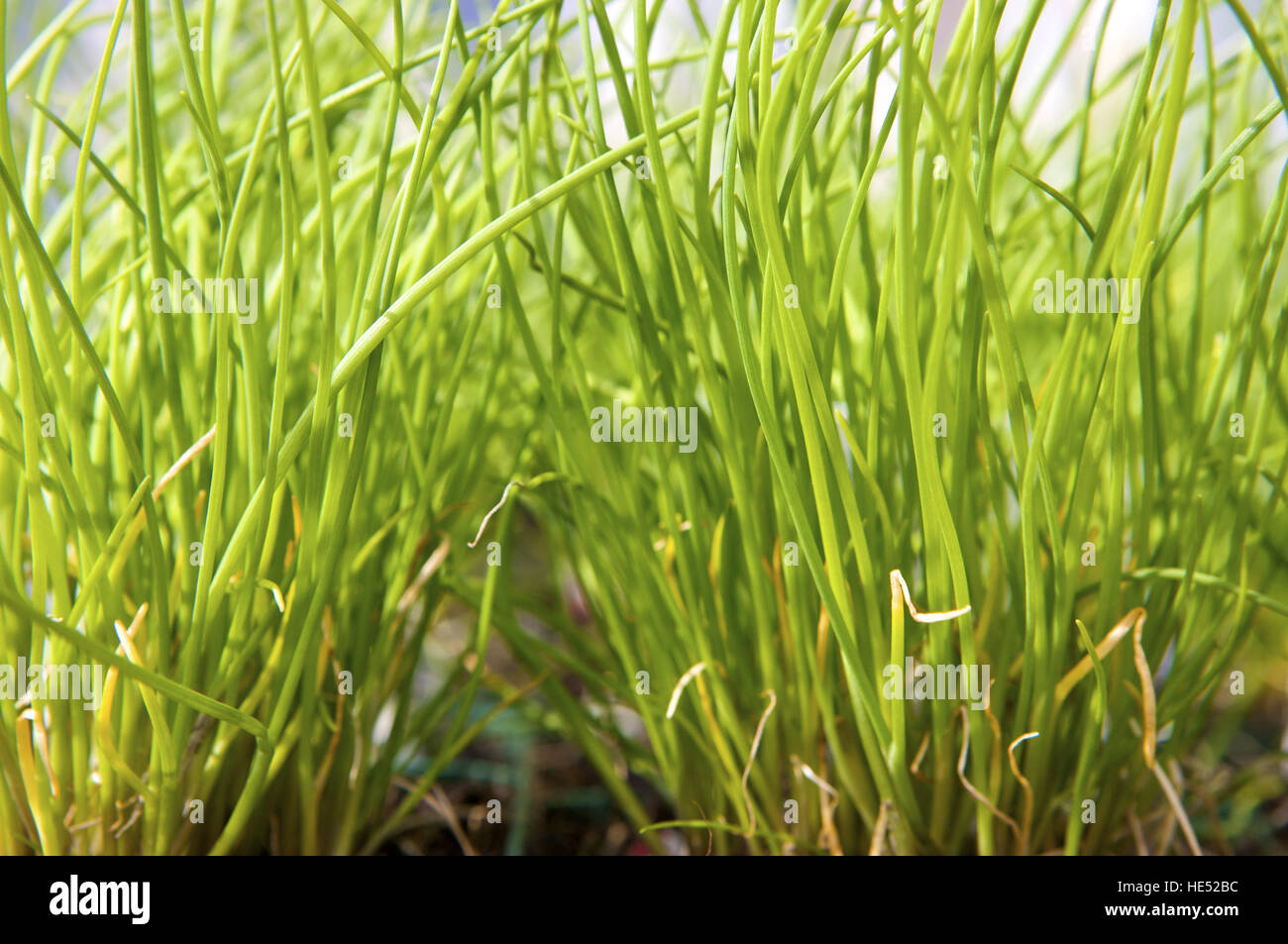 La ciboulette (Allium schoenoprasum L.) Banque D'Images
