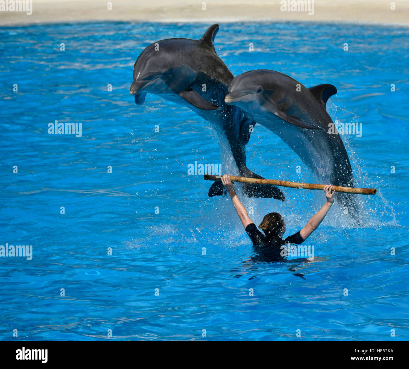 Spectacle de dauphins communs de l'Atlantique, ou les grands dauphins (Tursiops truncatus) saut, Loro Parque, Puerto de la Cruz, Tenerife Banque D'Images
