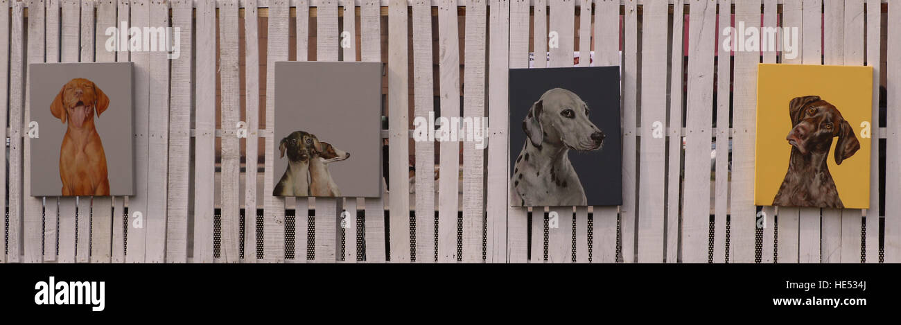 Smart Dog Posing Banque D'Images