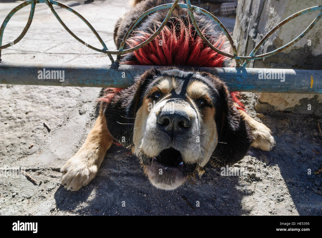 Lhassa : Tibet mastiff (NE) Khyi en porte-à-porte, Tibet, Chine Banque D'Images