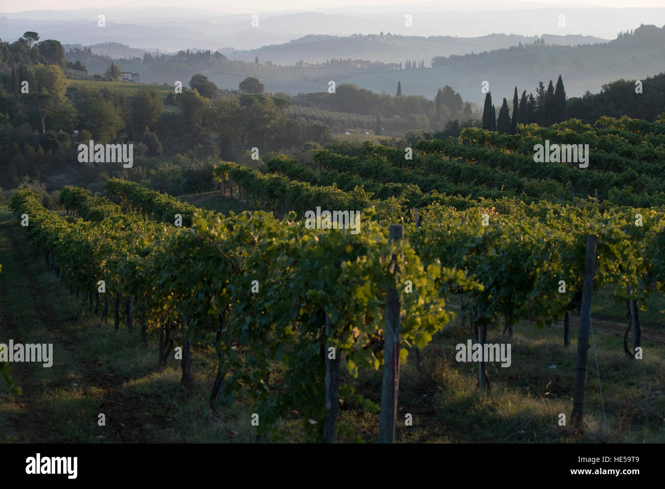 Vignobles de la famille de la Strada Comunale di Santa Lucia, San Gimignano, Italie Banque D'Images