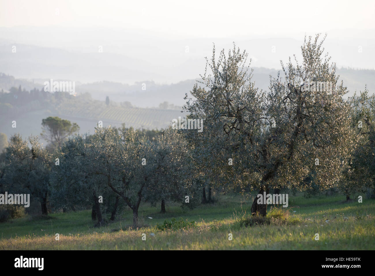 Famille d'oliviers de la Strada Comunale di Santa Lucia, San Gimignano, Italie Banque D'Images