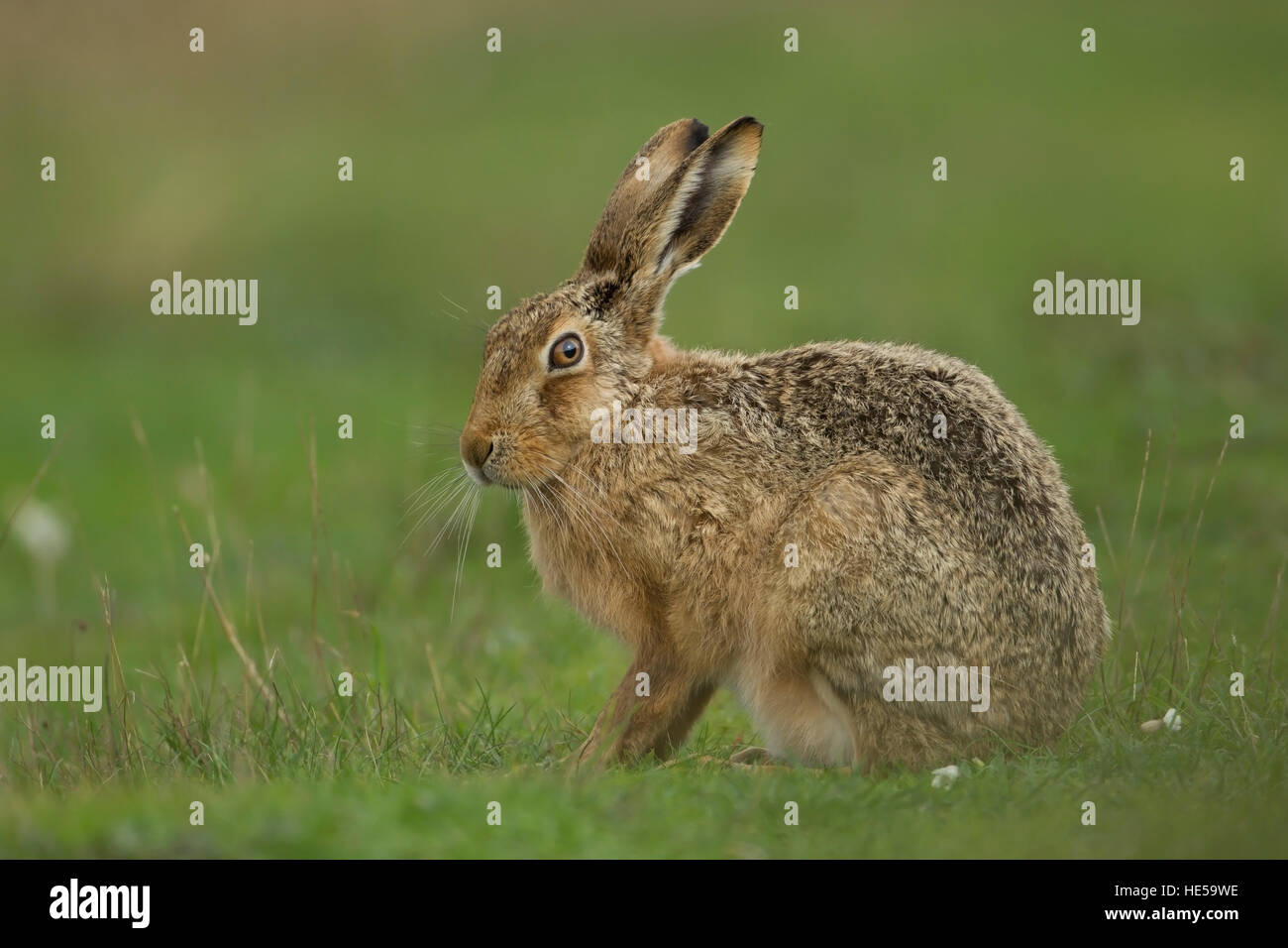 Lièvre brun Lepus europaeus dans un pré Banque D'Images