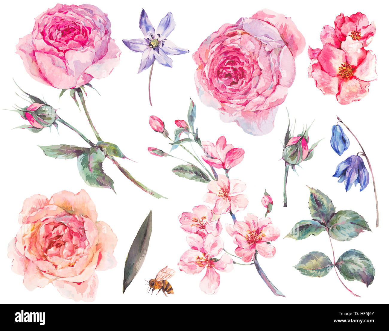 Ensemble de feuilles roses aquarelle vintage, branches en fleurs Banque D'Images