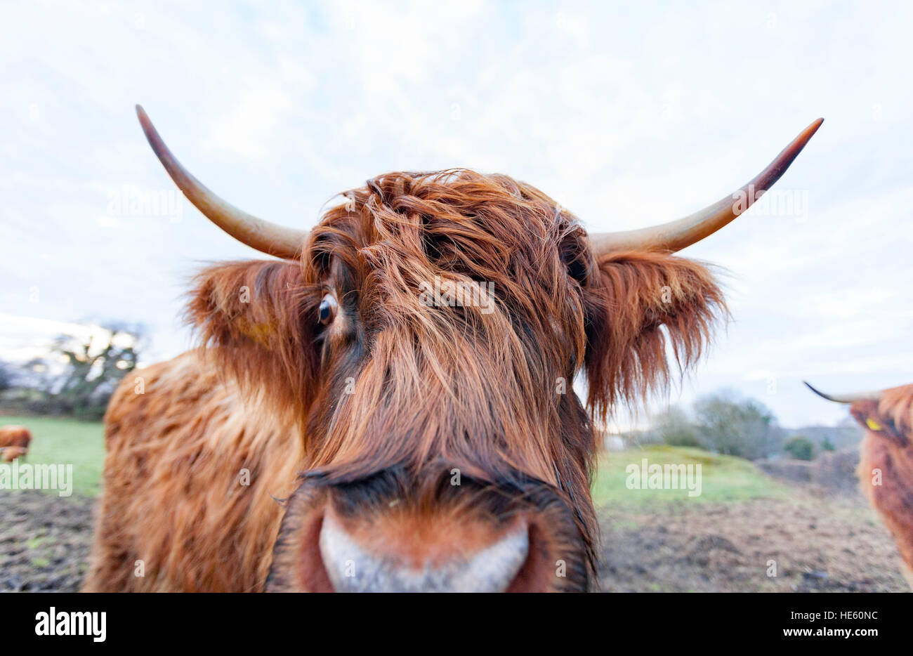 Un mignon petit-duc d'Highland cattle à droit dans la caméra très proche sur une ferme dans le Nord du Pays de Galles Flintshire Banque D'Images