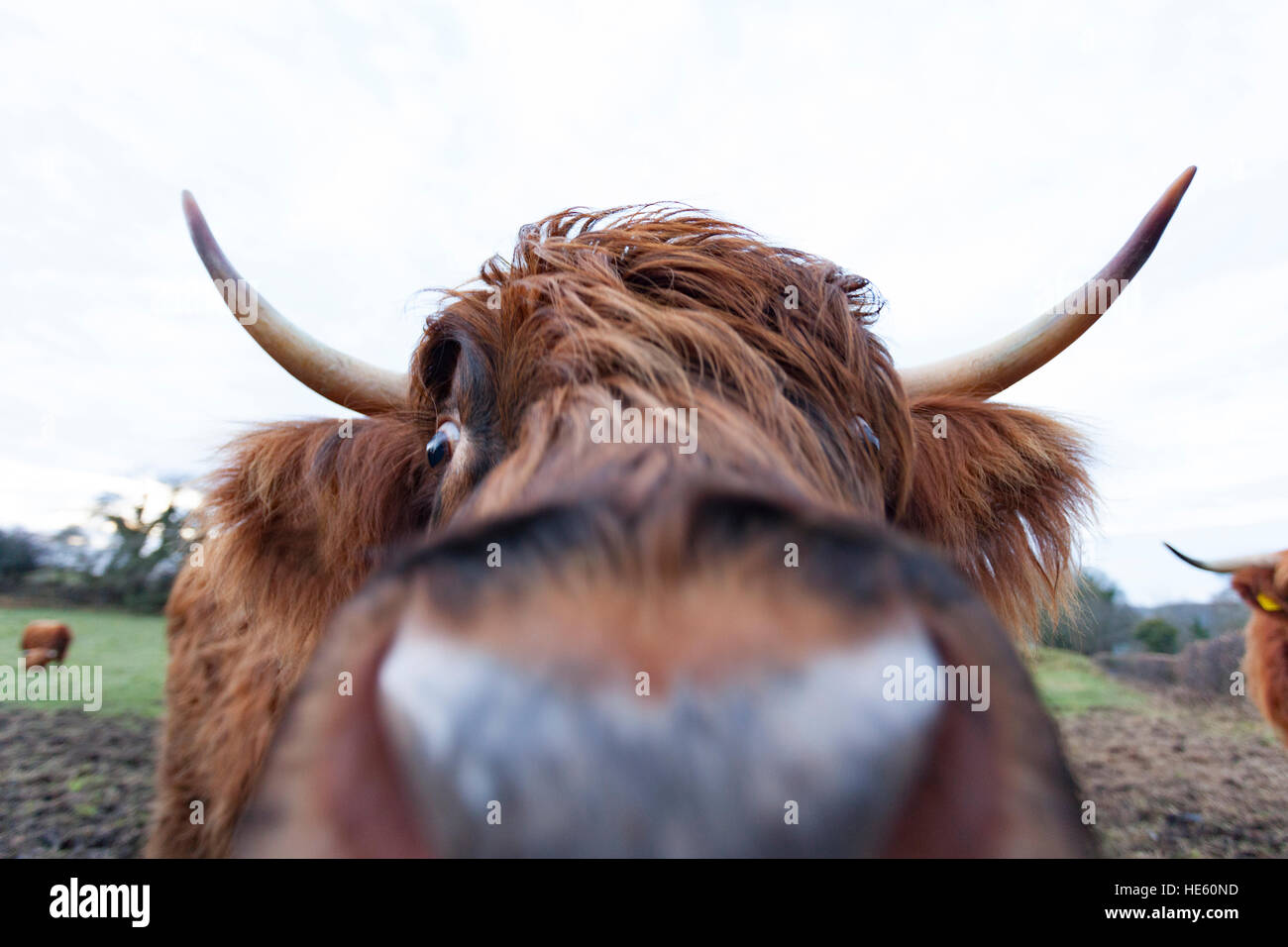 Un mignon petit-duc d'Highland cattle à droit dans la caméra très proche sur une ferme dans le Nord du Pays de Galles Flintshire Banque D'Images