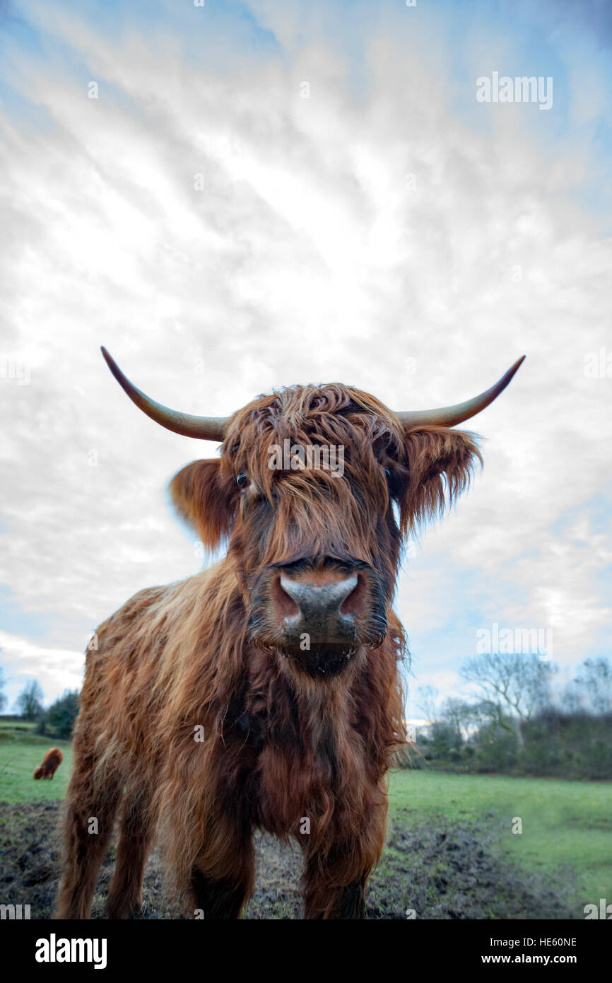 Un mignon petit-duc d'Highland cattle à droit dans la caméra très proche sur une ferme dans le Nord du Pays de Galles Flintshire Banque D'Images