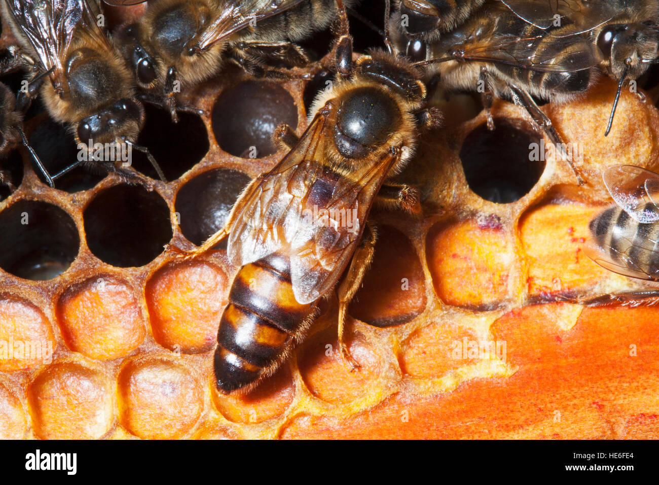 Une reine des abeilles Banque D'Images