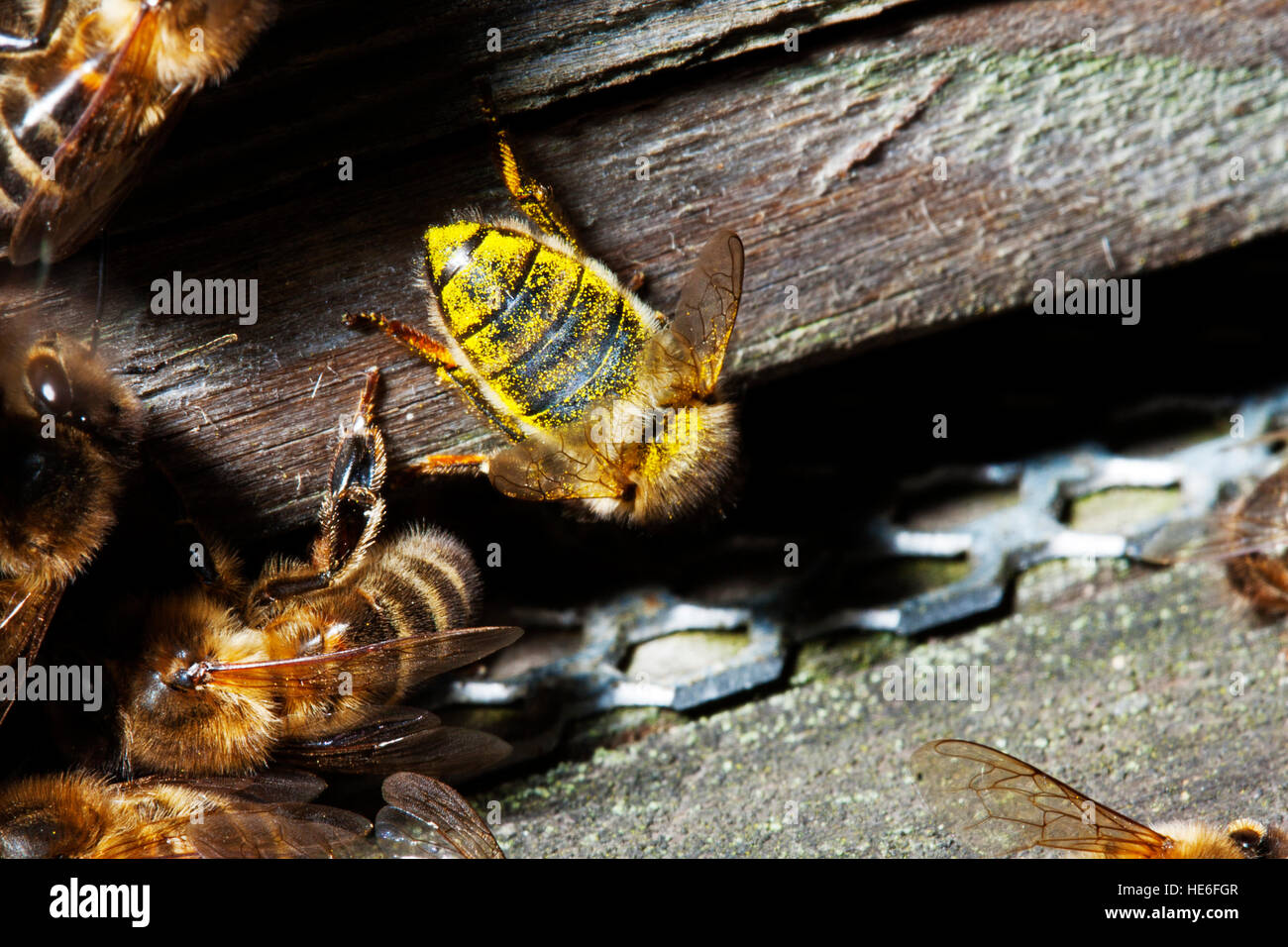 Abeilles à miel Banque D'Images