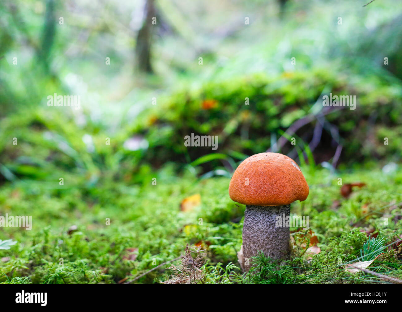 Le Leccinum aurantiacum - champignons (red-capped scaber vitre) Banque D'Images