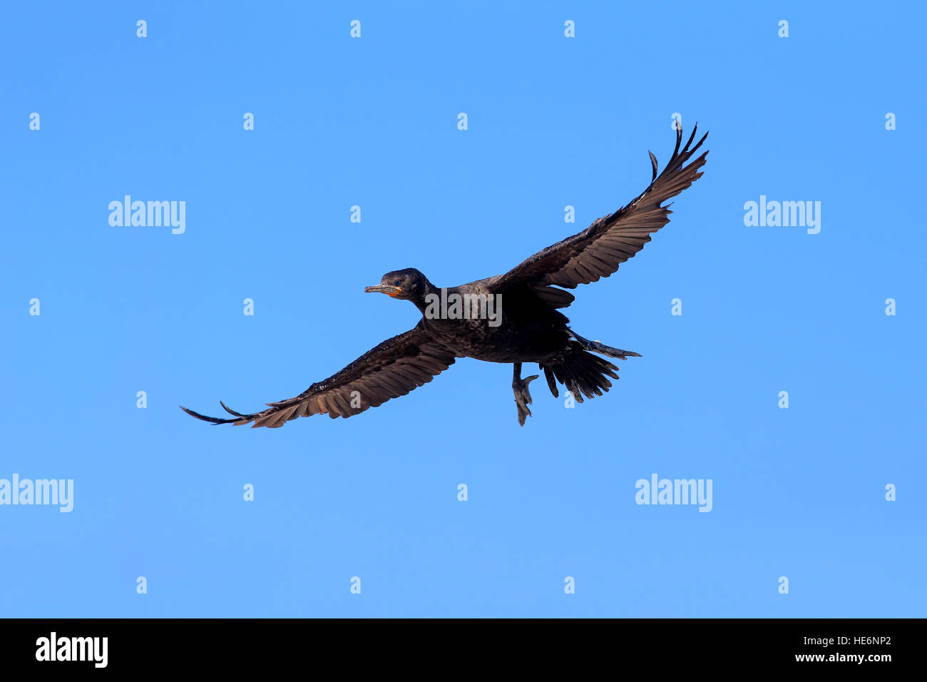 Cape, Cape Cormorant (Phalacrocorax capensis shag,), des profils battant, Betty's Bay, Western Cape, Afrique du Sud, l'Afrique Banque D'Images