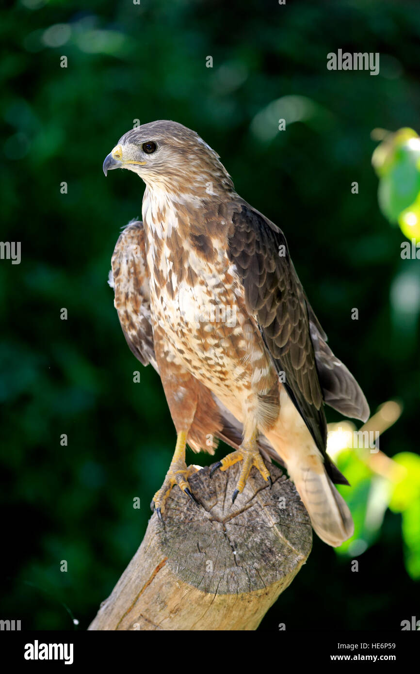 Buse variable (Buteo buteo), des profils sur branch, Western Cape, Afrique du Sud, l'Afrique Banque D'Images