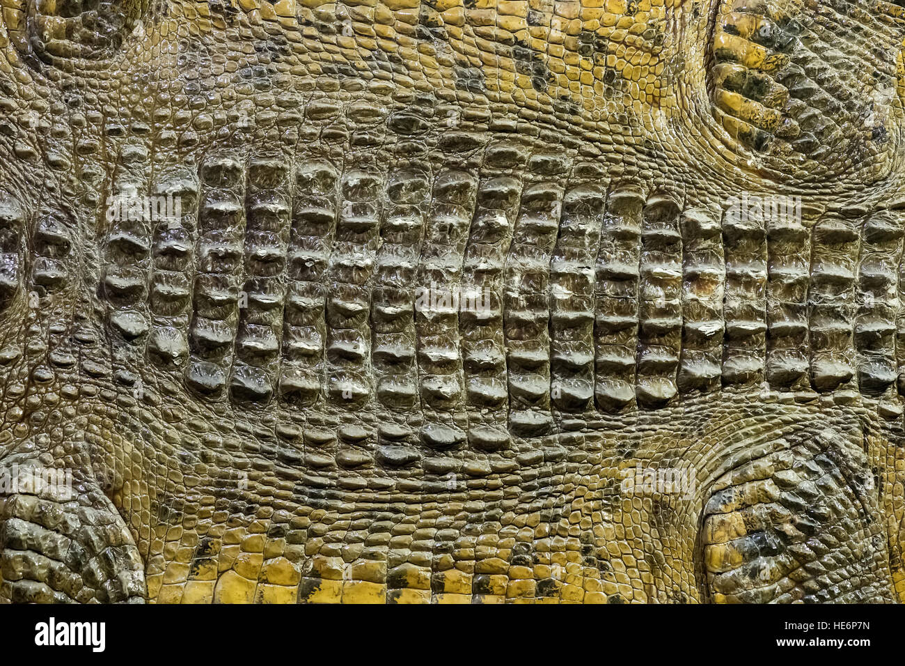 La texture de la peau de crocodile. Banque D'Images