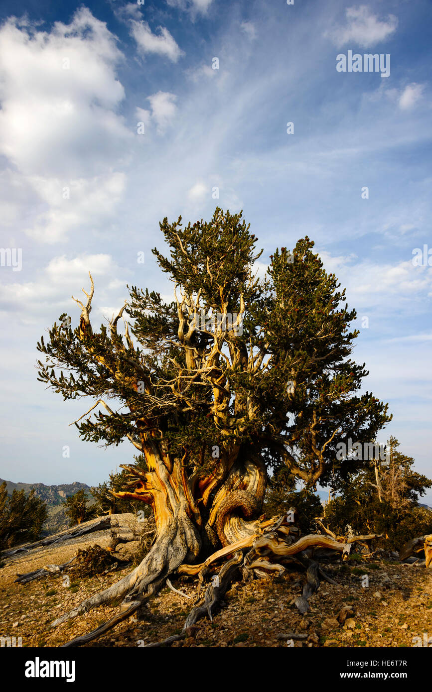 Bristlecone Pine dans les Montagnes Blanches Banque D'Images