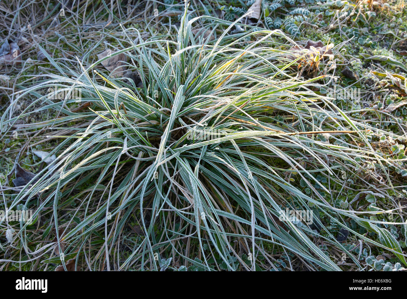 Givre sur les plantes dans les matins d'hiver glacial Banque D'Images