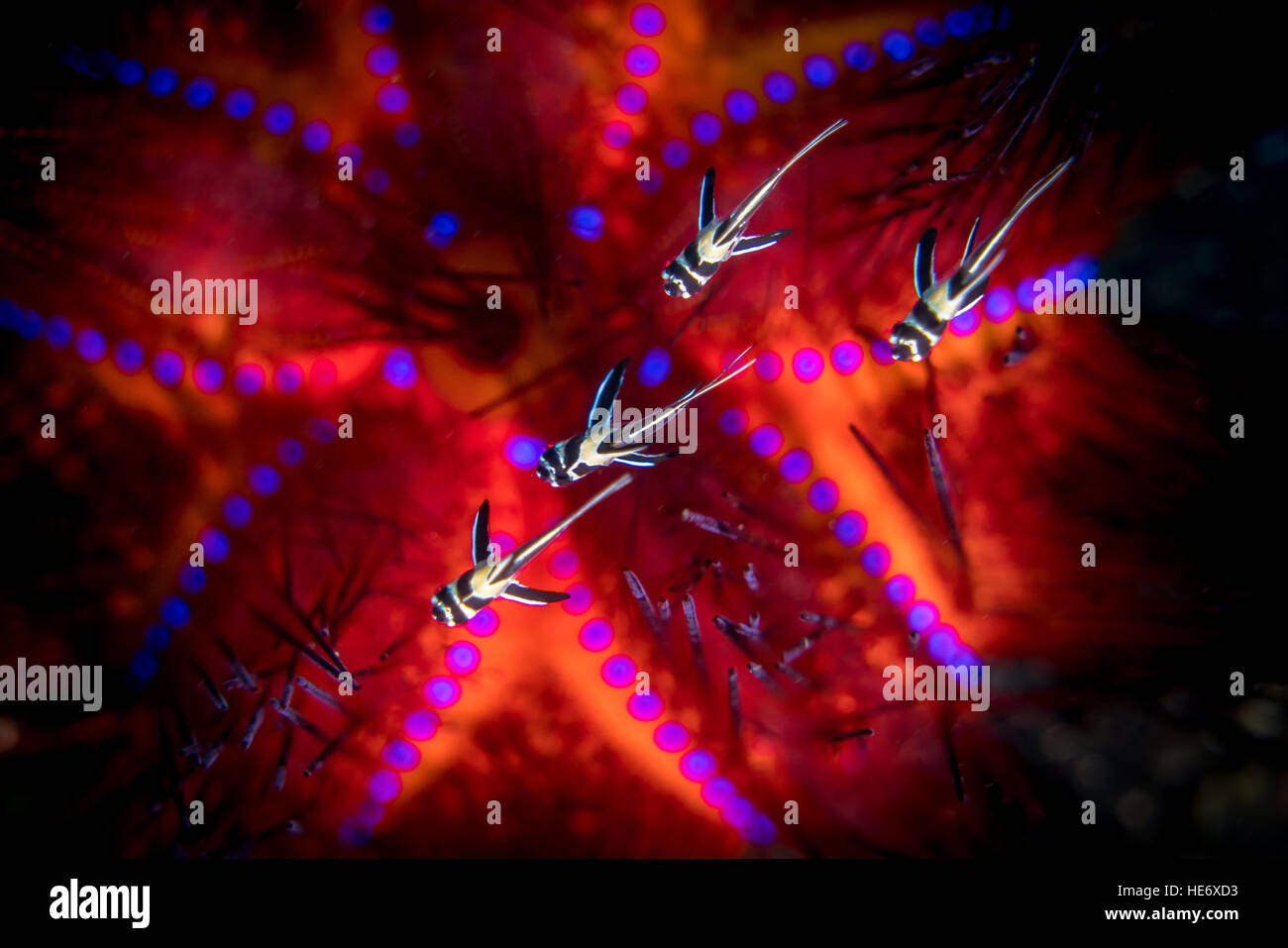 Kauderni juvéniles de l'oursin de feu en Indonésie Lembeh/ Banque D'Images