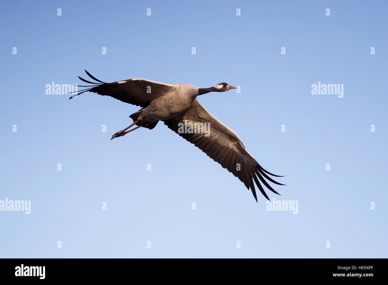 Crane, Grus grus, Kranich, Hornborga, Suède, flying crane Banque D'Images