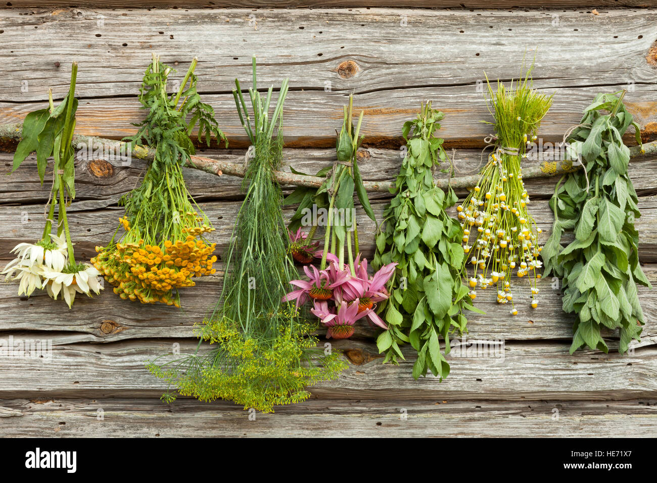 Le séchage des herbes médicales : l'échinacée,melissa,camomille,aneth et tutsan. Banque D'Images