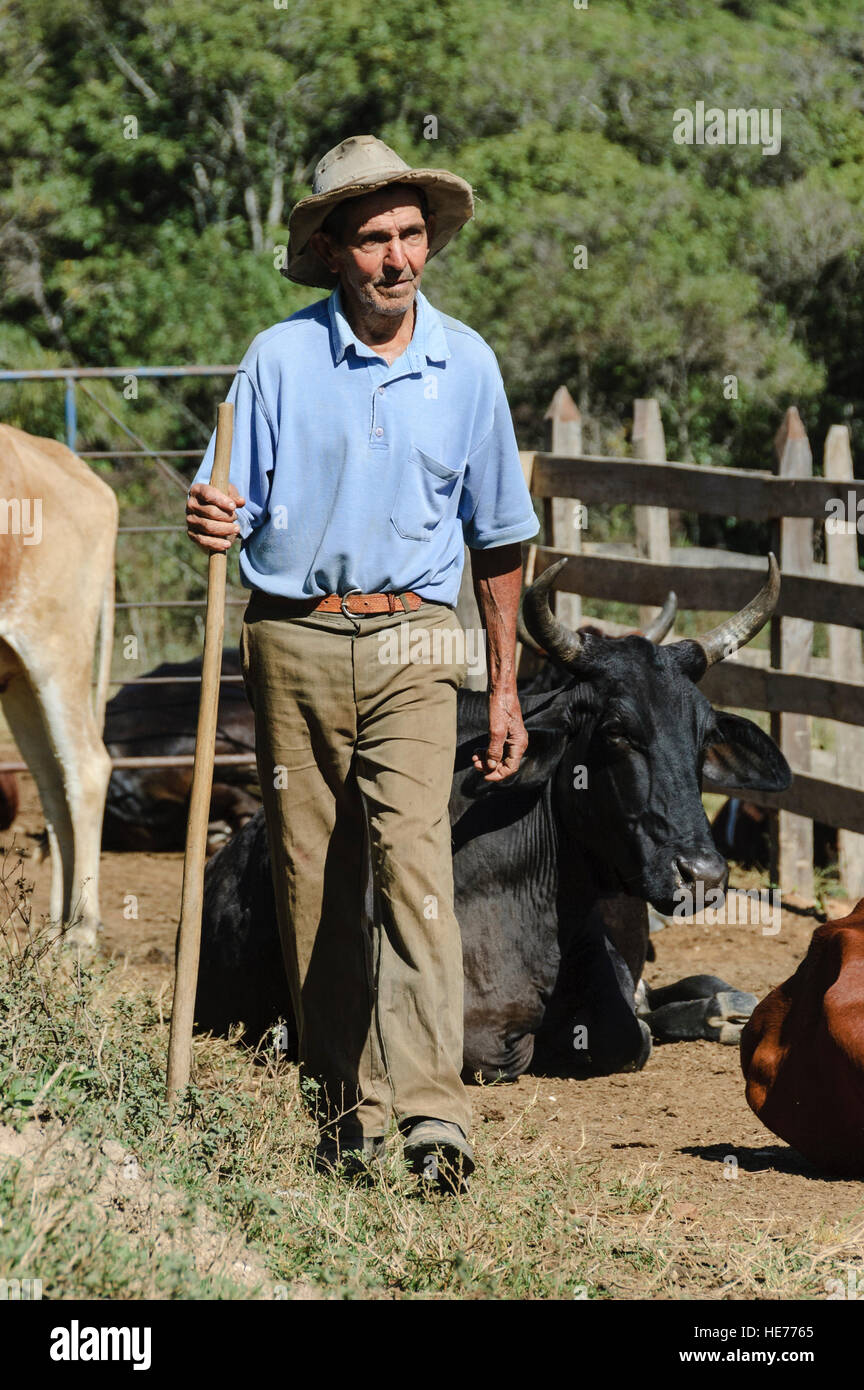 Un éleveur de bovins brésiliens balades parmi ses troupeaux dans une petite ferme dans le Minas Gerais, Brésil. Banque D'Images