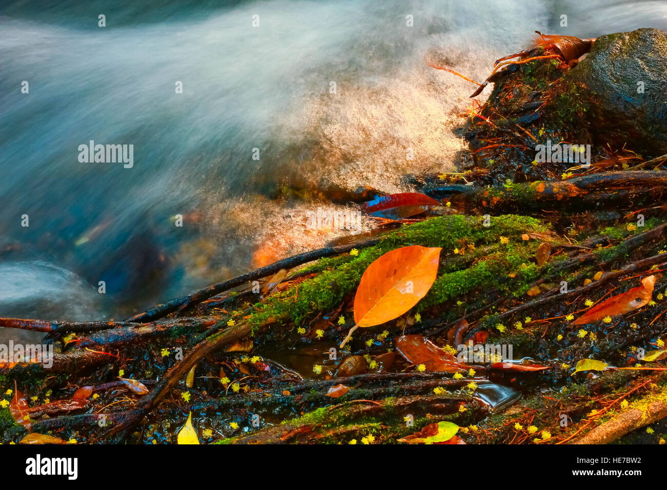 Automne feuilles de couleur reposant sur un rocher couvert de mousse avec de l'eau qui coule autour d'elle Banque D'Images