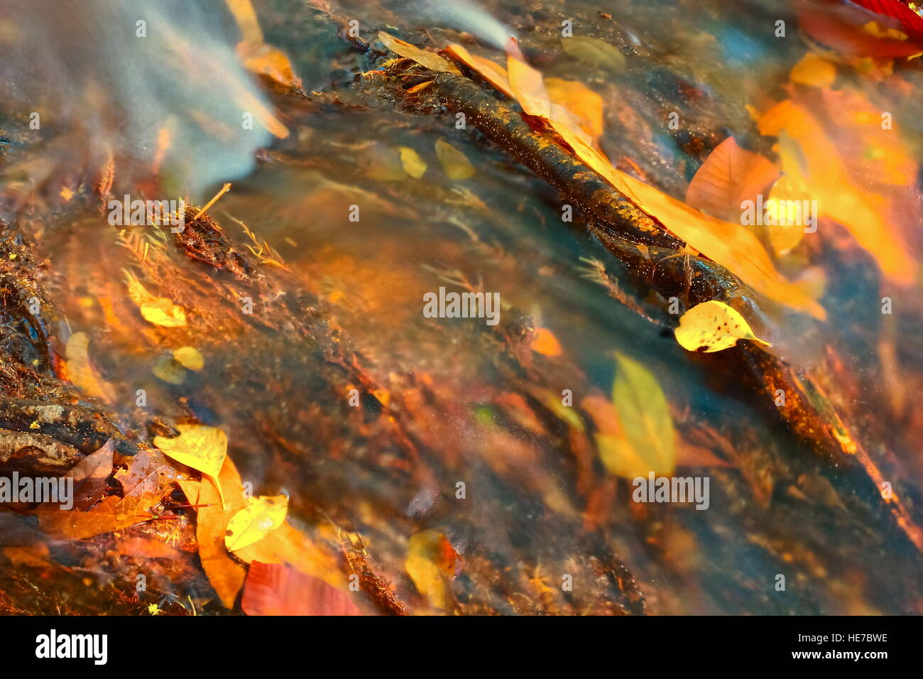 Automne feuilles de couleur reposant sur un rocher couvert de mousse avec de l'eau qui coule autour d'elle Banque D'Images