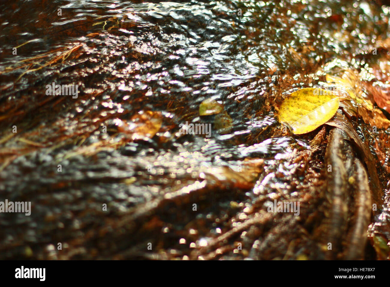 Automne feuilles de couleur reposant sur un rocher couvert de mousse avec de l'eau qui coule autour d'elle Banque D'Images