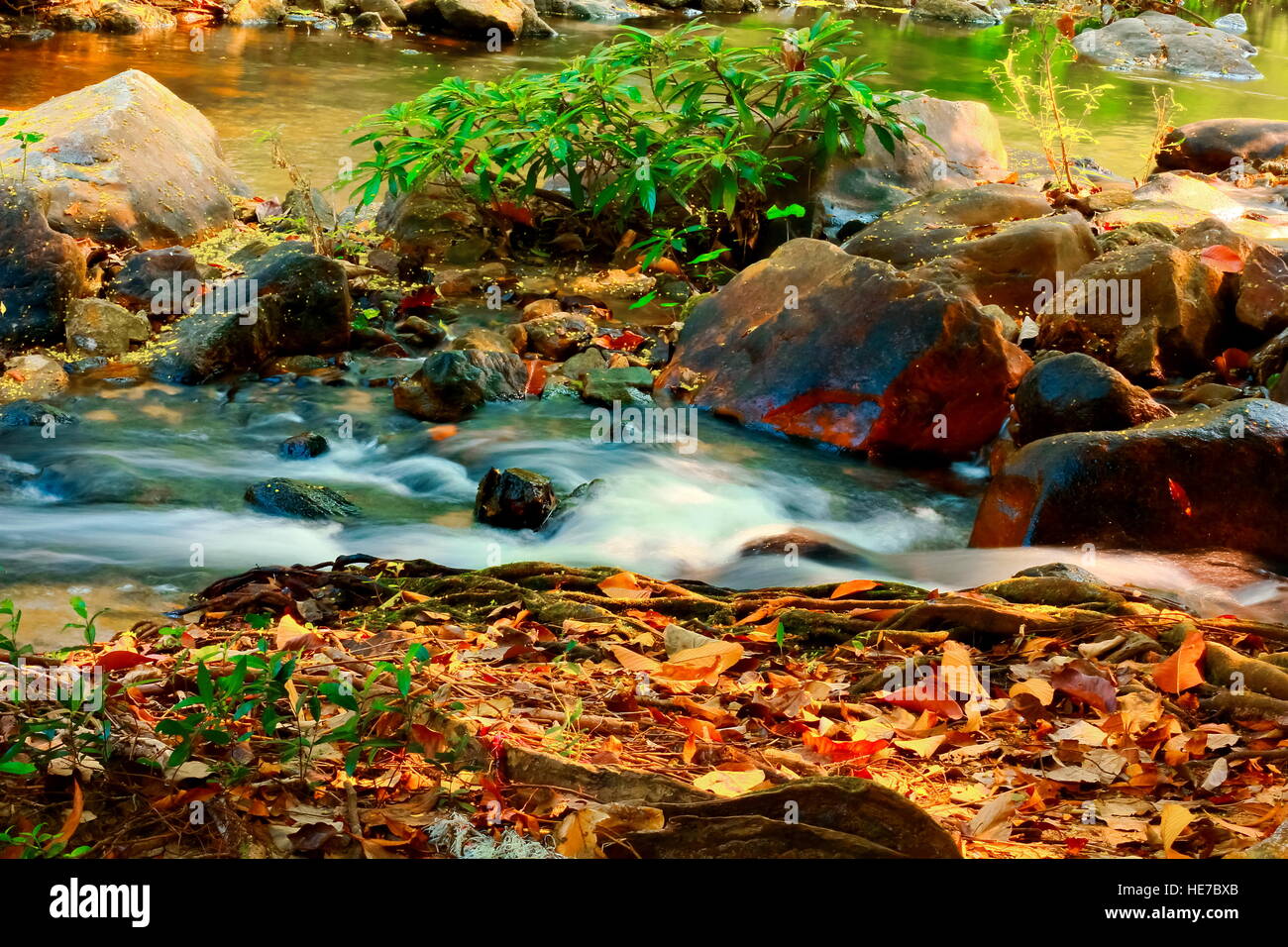 Automne feuilles de couleur reposant sur un rocher couvert de mousse avec de l'eau qui coule autour d'elle Banque D'Images