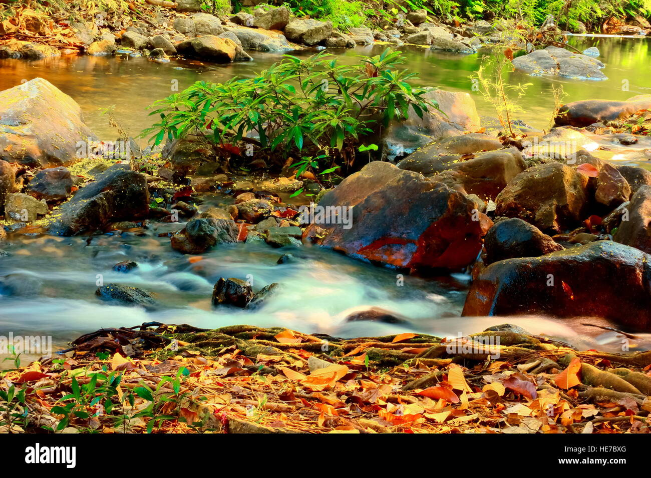 Automne feuilles de couleur reposant sur un rocher couvert de mousse avec de l'eau qui coule autour d'elle Banque D'Images