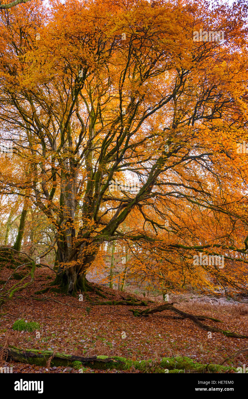 Hêtre en automne, bois, Castramon Gatehouse of Fleet, Dumfries et Galloway, Écosse Banque D'Images