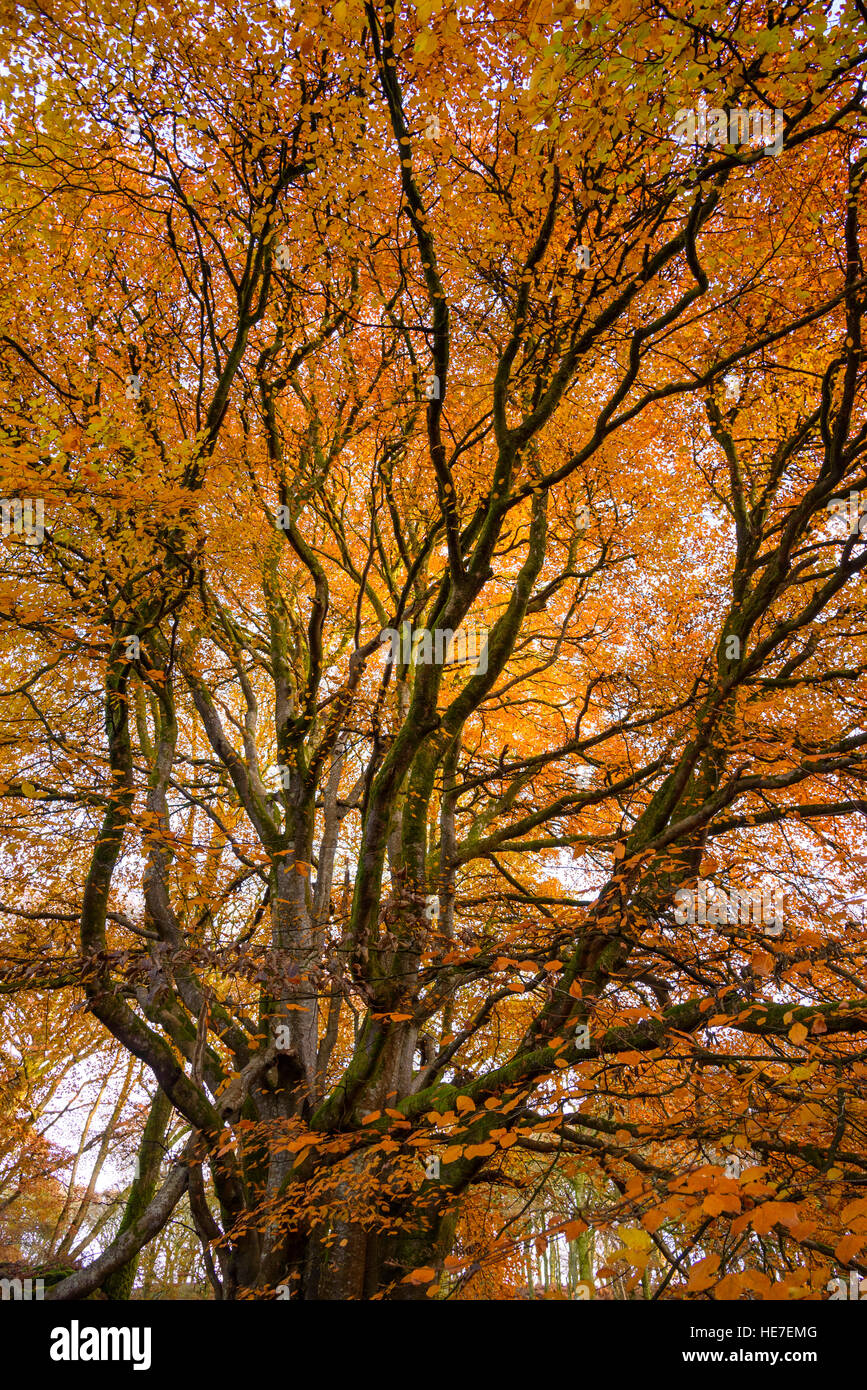 Hêtre en automne, bois, Castramon Gatehouse of Fleet, Dumfries et Galloway, Écosse Banque D'Images