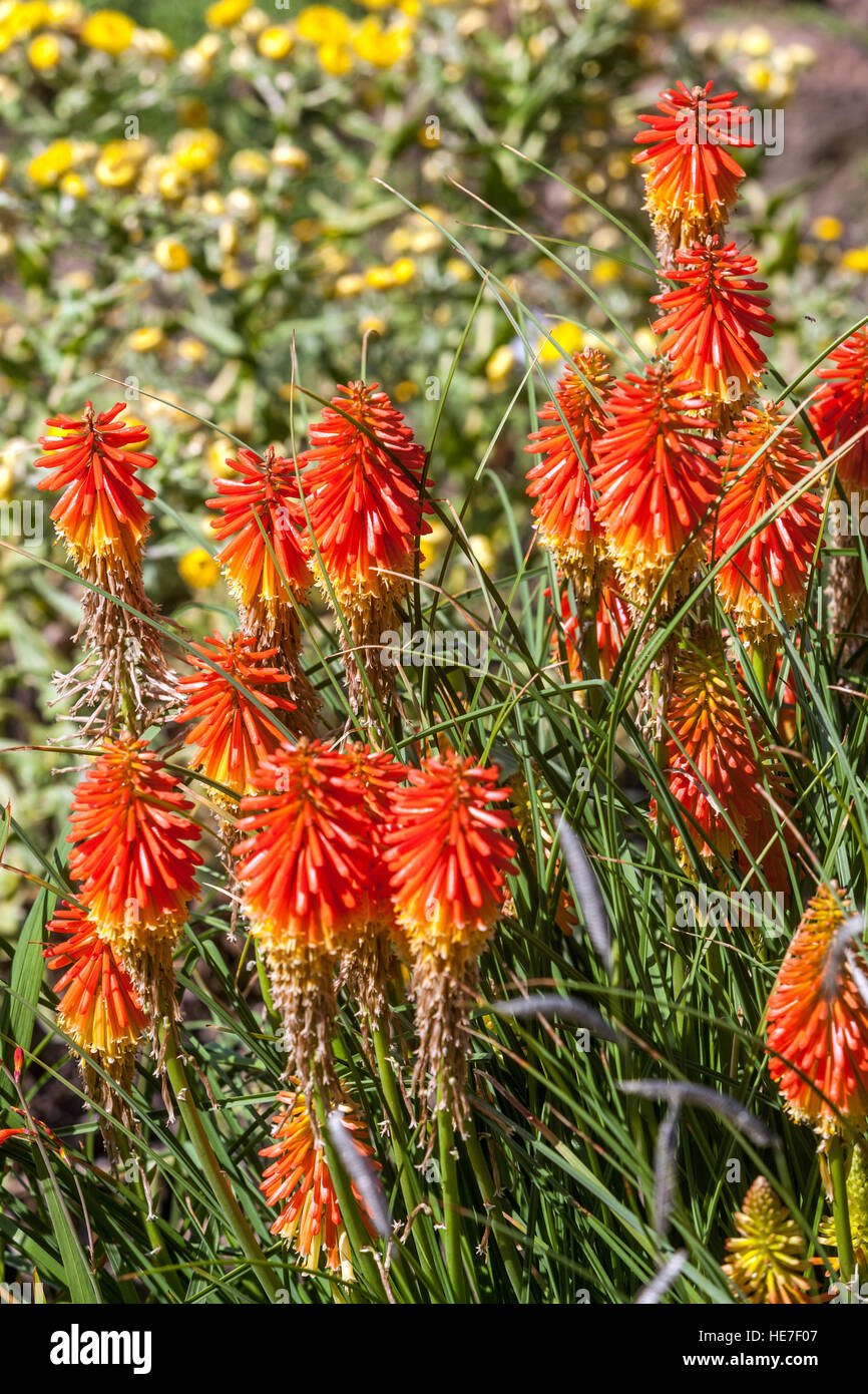 Lily torche, Kniphofia 'Popsicle Papaye', Red Hot Poker Banque D'Images