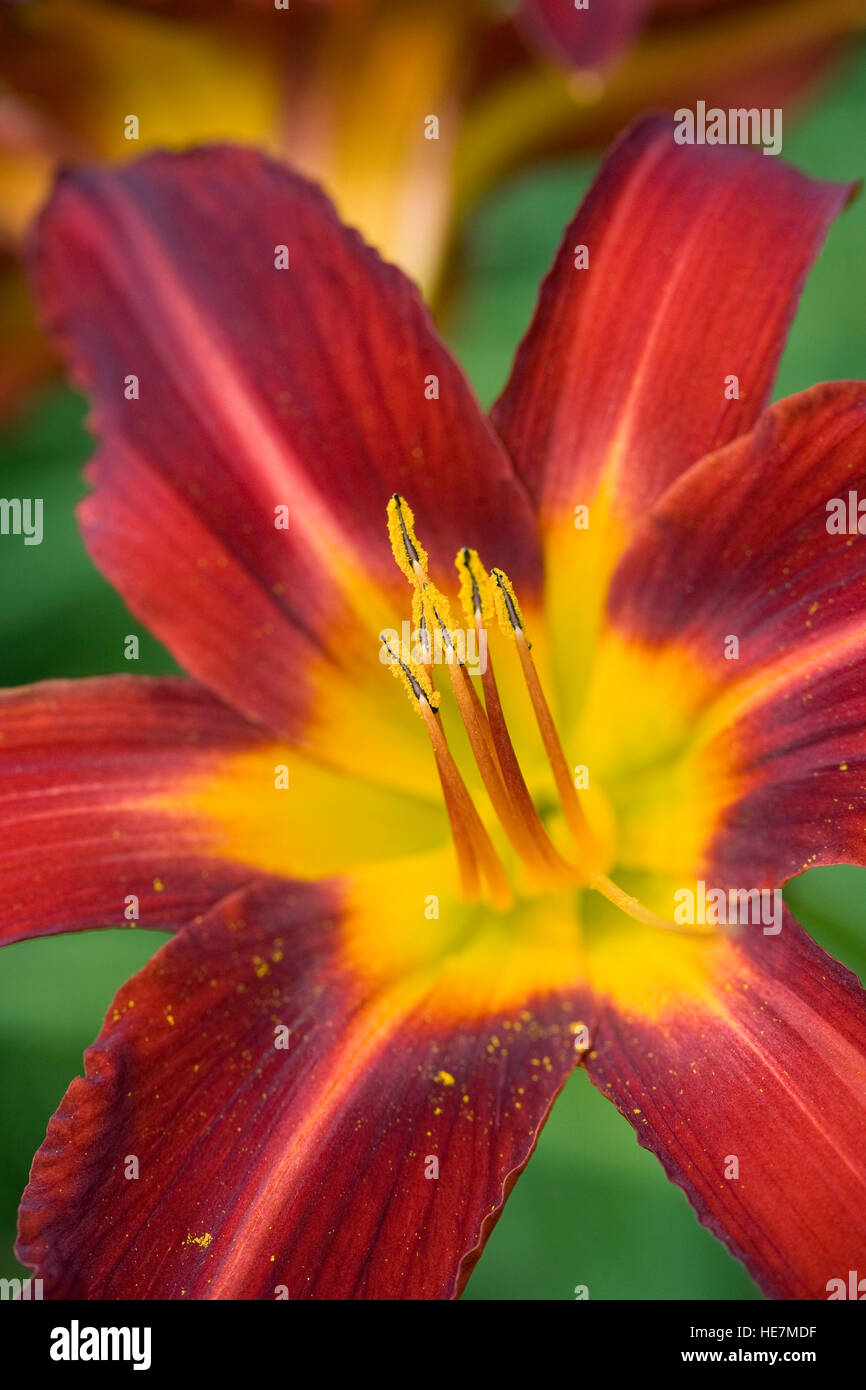 Hemerocallis flower close up. Banque D'Images