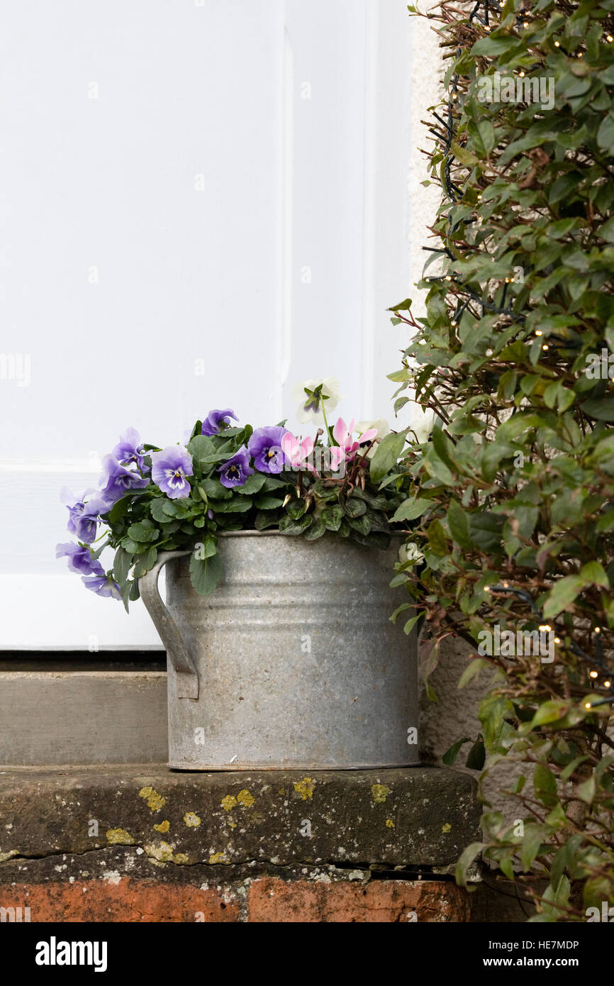 Pensées d'hiver et de cyclamen dans un vieux arrosoir. Banque D'Images