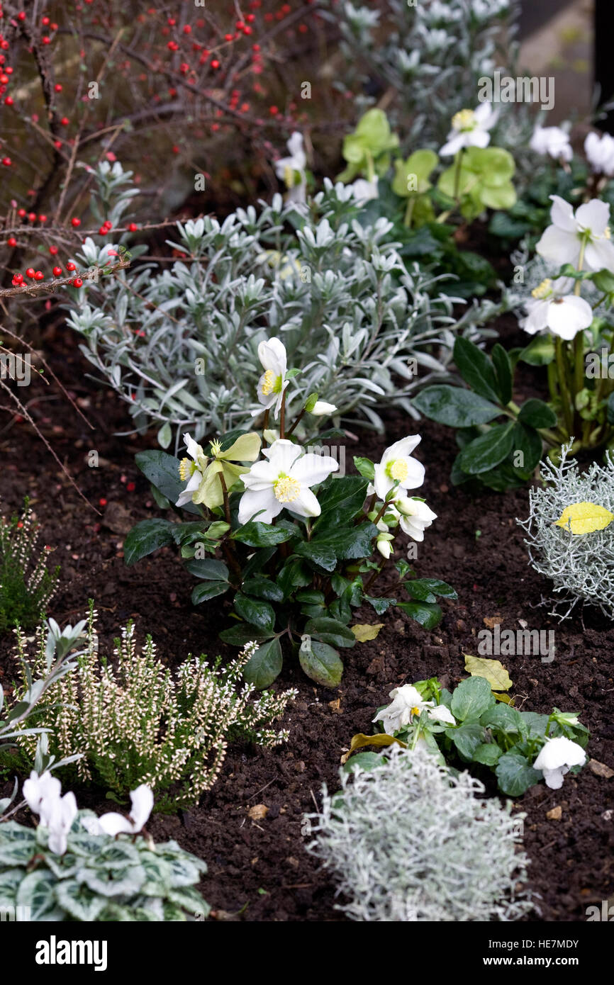 Fleur d'hiver afficher dans un jardin à l'avant. Banque D'Images