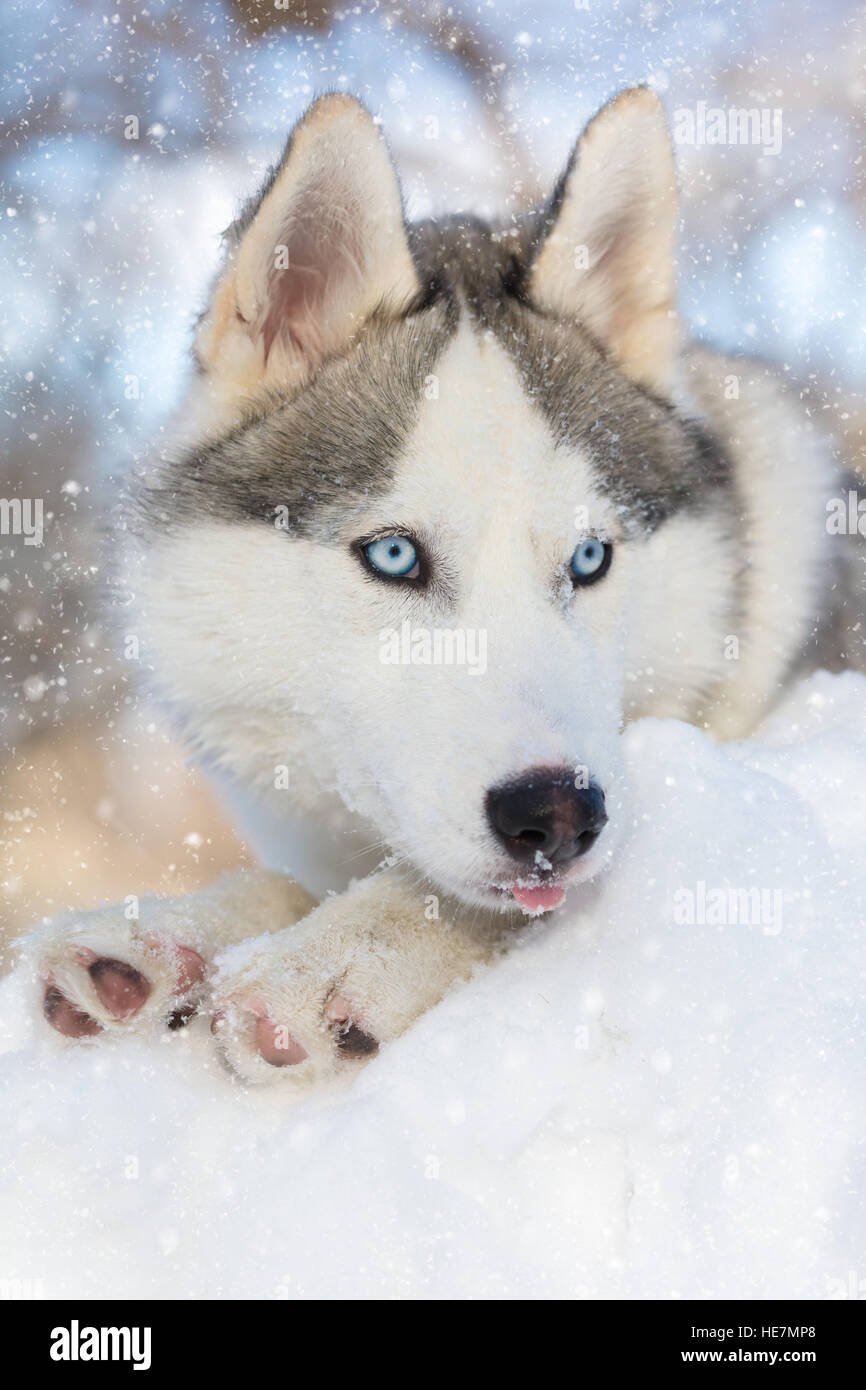 Chiot husky aux yeux bleus couché sur la neige Photo Stock Alamy