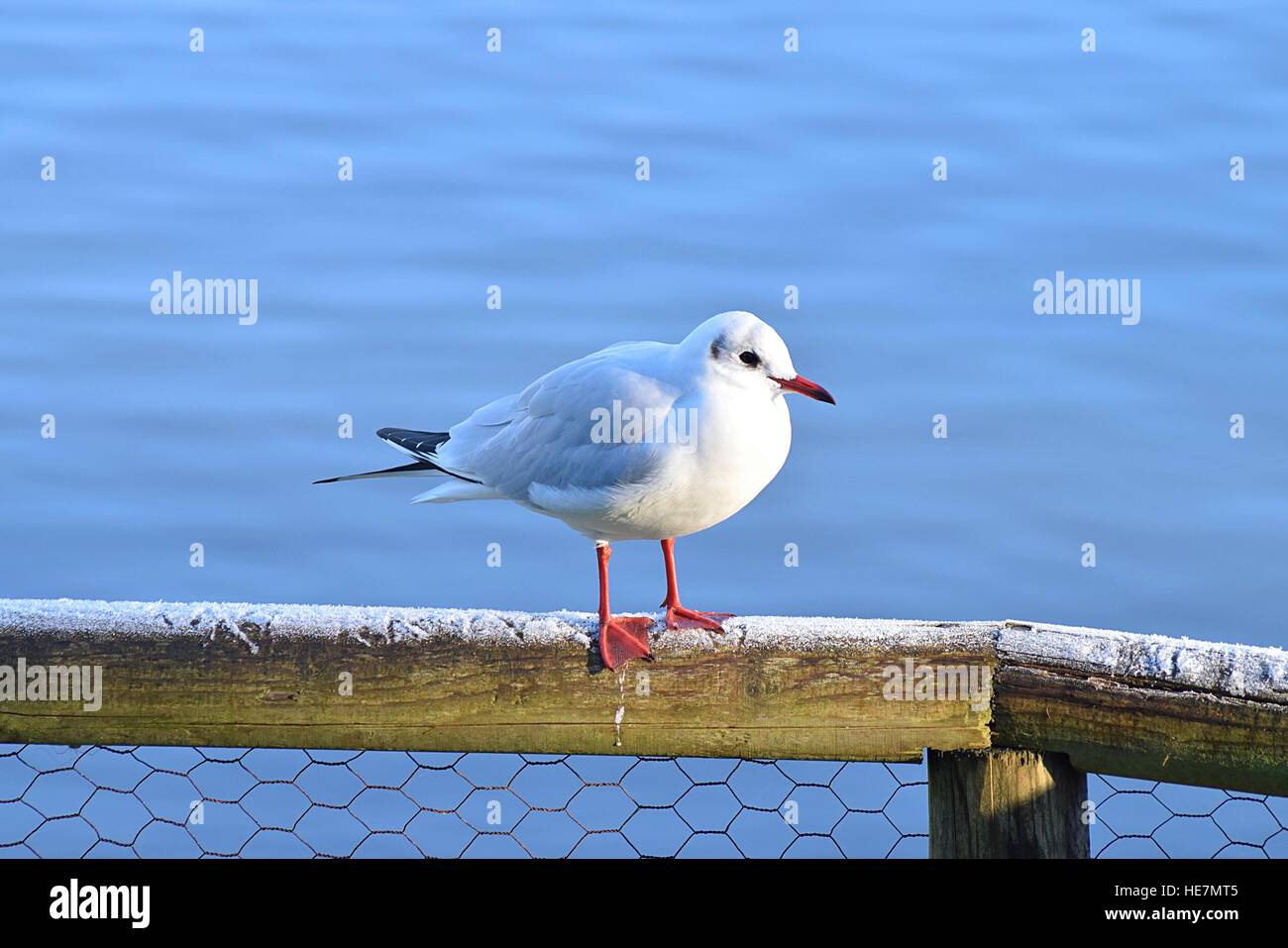 Mouette à tête noire Banque D'Images
