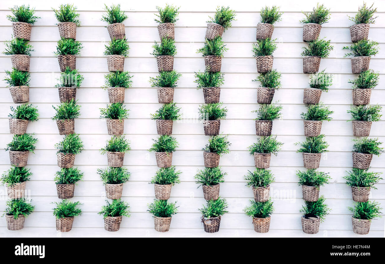 Pots en panier avec plantes accrochées sur un mur en bois blanc Banque D'Images