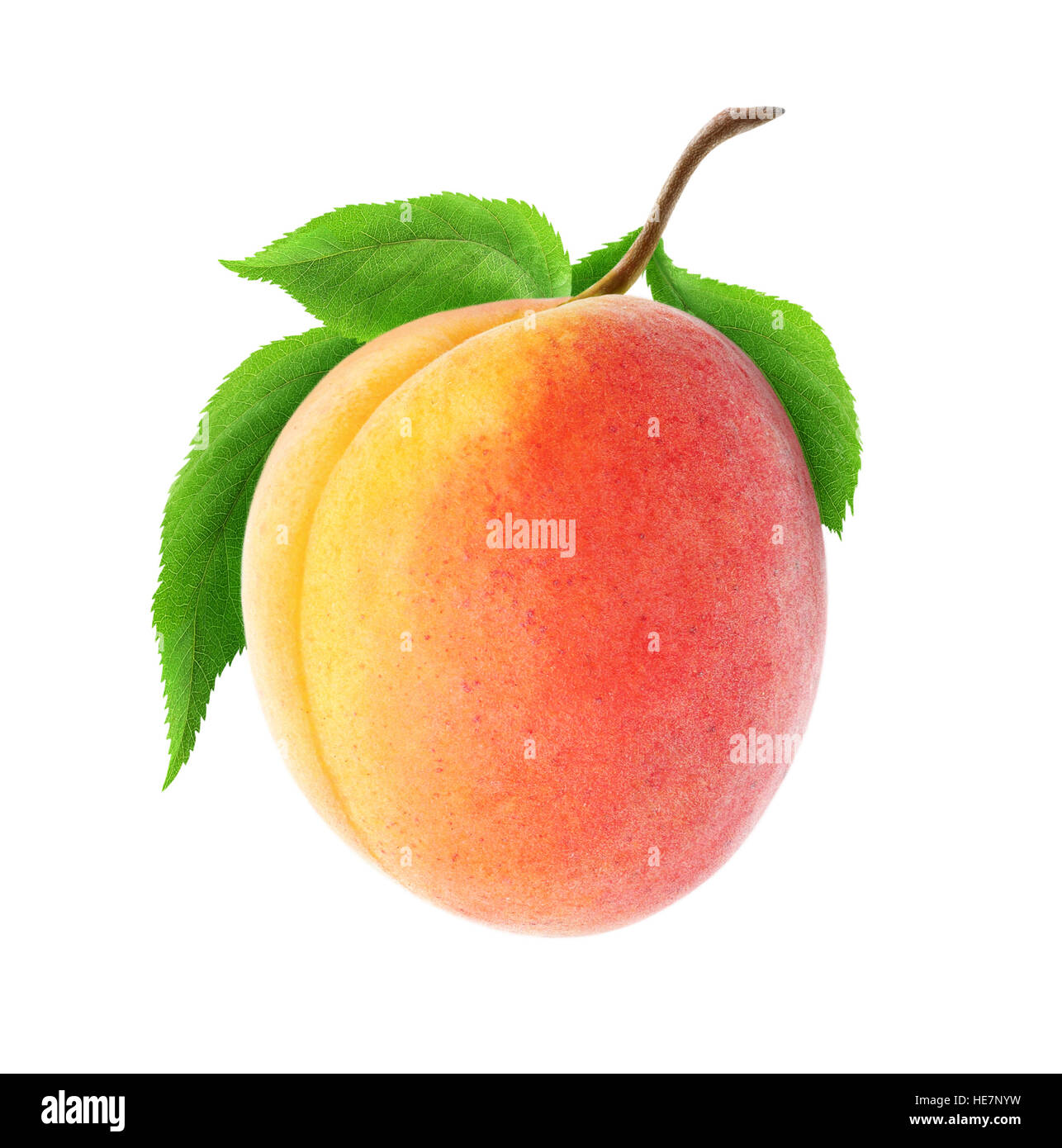 Abricot isolés. Un fruit abricot frais sur une branche avec des feuilles isolées sur fond blanc avec clipping path Banque D'Images