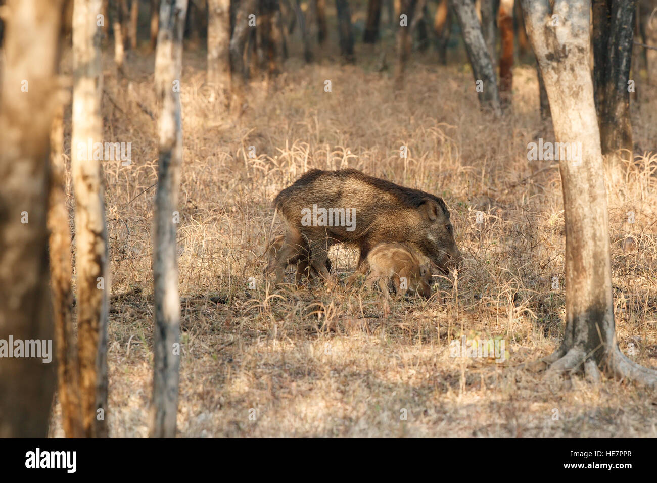 Le sanglier (Sus scrofa cristatus), également connu sous le nom de Moupin cochon est une sous-espèce de sanglier sauvage originaire de l'Inde Banque D'Images