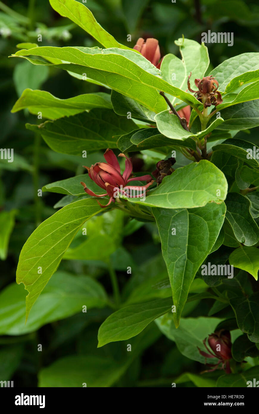 Calycanthus floridus ,, doux, sucré, Betsy, arbuste Banque D'Images