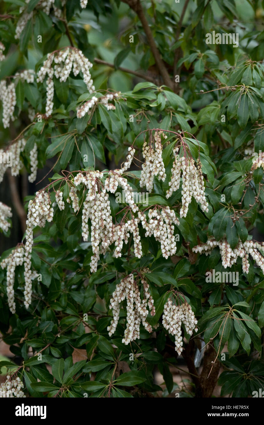 Pieris japonica Dodds Crystal Cascade Falls Banque D'Images