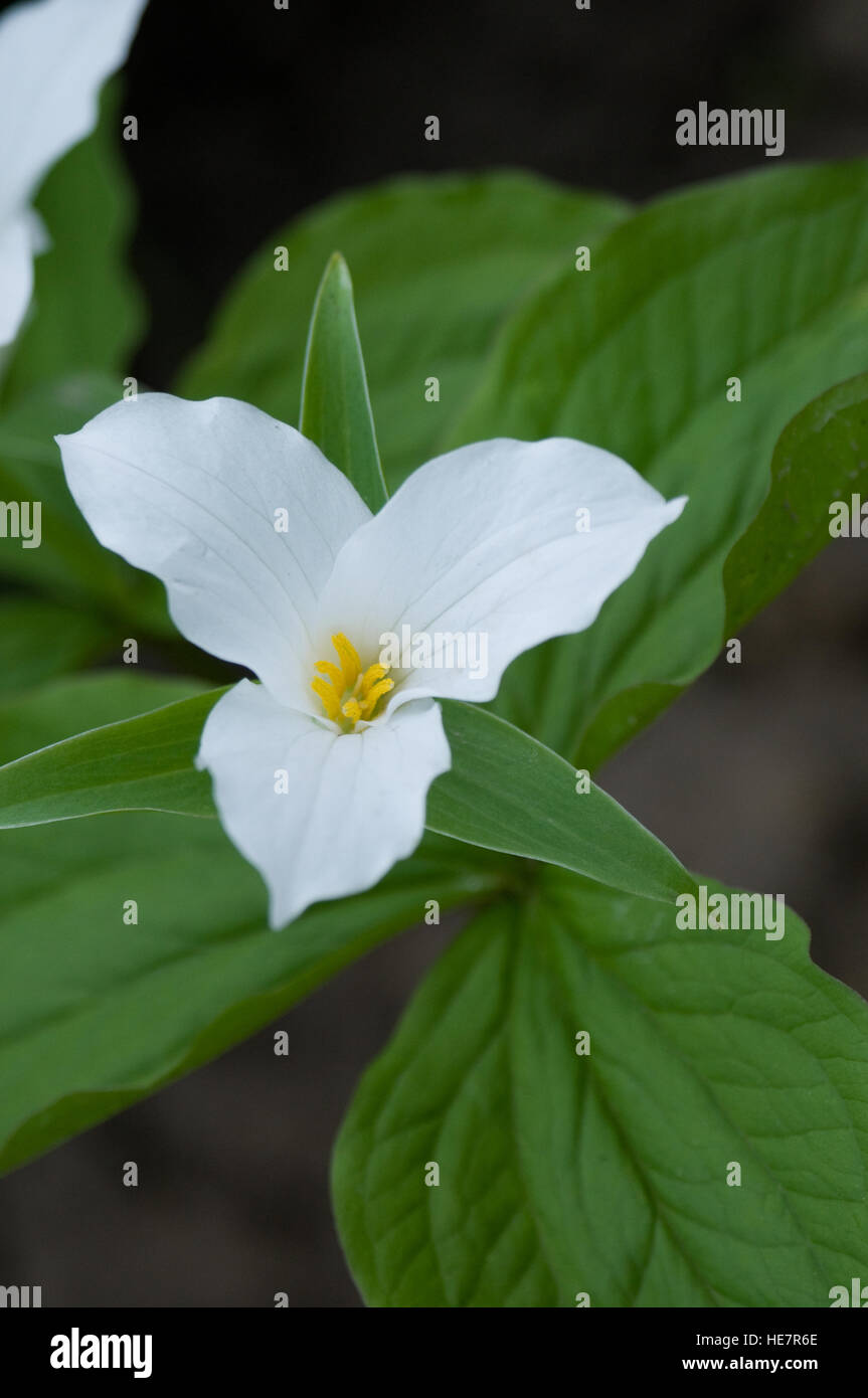 Réseau Trillium ovatum Trille blanc, service robin Banque D'Images