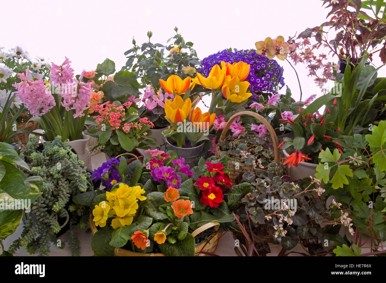 Plante d'intérieur collection printemps, bégonia, primula, tulipes, Orchidées, jacinthes, cinéraire, Banque D'Images